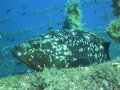 This little fella was following me aroun when I was exploring Zenobia wreck.