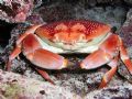 Batwing Coral Crab - Florida Keyes NIkon D70 w/Ikelite Housing