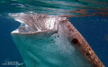 Juvenile whale shark, Cebu Philippines