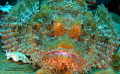 Stonefish