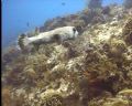 Camera - Bonica SeaKing Snapper. 
Santa Rosa Reef Cozumel and 40 feet.