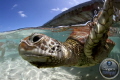 Green turtle, Bora bora lagoon, Canon eos 7D, Hugyfot Housing, natural light