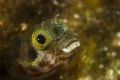 Bonaire Blenny