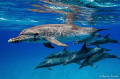 Not so synchronized swim team of the Bahamas. Shot around the white sand ridge in the Bahamas. Natural light, Sea&Sea housing, Canon 5dMK2, 16-35mm