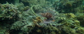 Lion fish in the Coral Gardens near Porto Galera