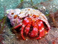 He seemed lost on the ocean floor and posed to have his pic taken!