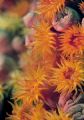 Picture taked with Nikon N80 with Nikkor AF 105 2.8/D. Angra dos Reis - Brazil