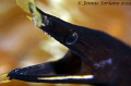 Curious Ribbon eel at Lembeh Strait-Indonesia