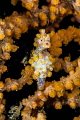 pigmy seahorse