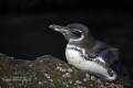 Galapagos Penguin