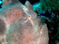 Smuggy Froggy

a snub giant anglerfish... taken in Sipaka Point in the Philippines... this is the resident of giant frogfish of the area and is almost as large as a football...