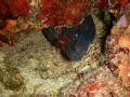 Murae eel with shrimp in mouth in south of France