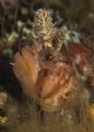 Cold water diving at its best. Decorated Warbonnet profile. Canon Rebel