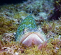 The atlantic lizardfish, el lagarto, lying in wait . Commonly found in the Canarian waters