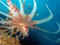 not sure about wide angle but it was definitely free-swimming! lionfish going in for the kill just as i was about to snap.. AMAZING.. :0)