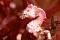 Pink Pontohi's pygmy seahorse. Rare color.
