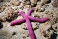 Starfish in Kauai - D70