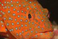 Coral cod, taken during a night dive with a EOS20D and EF 2.8 100mm USM macro and a Ikelite 125 strobe. Port Sudan, Sudan.