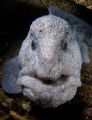 Wolk eel from British Columbia Canada. The males such as this one always seem to look like one of the old guys from the muppets.