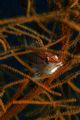 Long nosed Hawkfish in a black coral bush. Rare and beautiful. Taken with a Canon EOS 20D in a Ikelite house, EF 2.8 100mm USM macro, Ikelite DS-125 strobe. Port Sudan, Sudan.