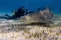 Lemon Shark among photographers