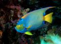 queen angelfish