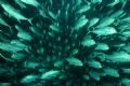 schooling bigeye jacks at dirty rock, cocos island, canon 300d sea&sea Dx-300