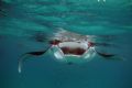 Manta ray outside Port Sudan, Sudan. Taken during some snorkeling with these magnificent animals. App 15 of them around us, unfortunately it was a bit choppy and the mirror effect isn't that good. Canon Eos 20D, EF-S 17-85 no strobe.