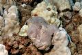 Kaui Frogfish - Nikon D70