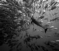 dolphins feeding on bigeye jacks atdirty rock, cocos island