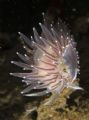 Nudibranch in Hood Canal, Washington.