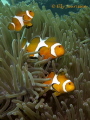 A happy trio of Nemos @ Malapascua, Philippines 2013
Canon G12 in Canon WP-DC34 UW-housing, single strobe Sea&Sea YS-01. 
F4; 1/125 sec.; ISO 80