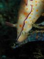 hmmmm.. who needs mcdonalds when you have hydroids? ANOTHER reason not to get divemasters who LIFT things and put them nicely somewhere for photographers to take. careful manouvers, patience hovering on a steep drop off..