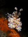 Harlequin Shrimp (Humenocera elegans) @ Dream Reef – Amed, Bali 2013

Canon G12 in Canon WP-DC34 UW-housing, Inon UCL-165 macro lens, single strobe Sea&Sea YS-01. 
F8; 1/250 sec.; ISO 100