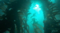 The beautiful view from depth. Love the sun through the kelp.