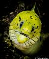 Fimbriated moray staring match