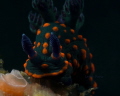 Beautiful Nudi