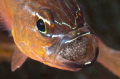 Cardinal Fish with Eggs