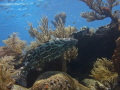 Florida Keys Grouper