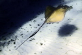 Ray gliding in a boats shadow