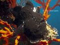 Black Beauty
Giant Frogfish (Antennarius commerson)