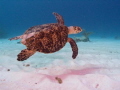 Turtle in Brac