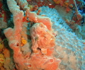 Frog fish hiding on the back of the Veronica L wreck!