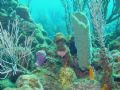 Mushroom Sponge from Roatan, H.A. using Sony F707