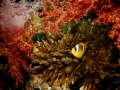 Clownfish among coral and anemone