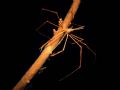 an arrow crab resting on a piece of fire coral. taken in cozumel, mexico.