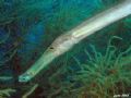 Portrait of a Trumpetfish

No strobe..just the camera flash and some natural light..philippines