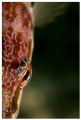 Fish portrait. Canon Macro EF 100mm