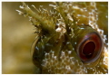 Blenny, close up