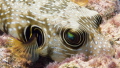 Close up of a puffer fish